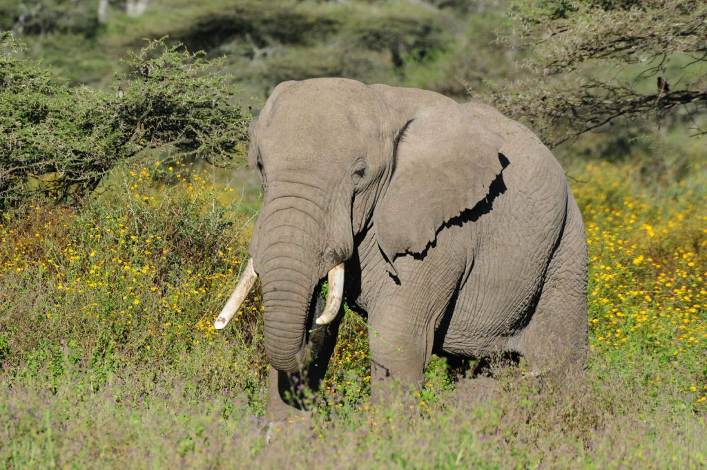 4 Days Serengeti & Ngorongoro Luxury Safari