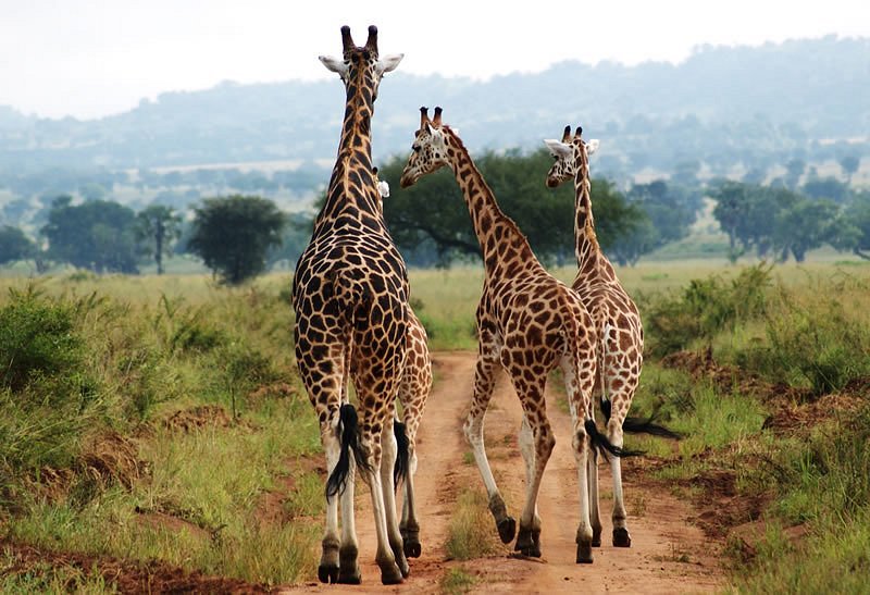 4 Days Kidepo Wildlife Safari