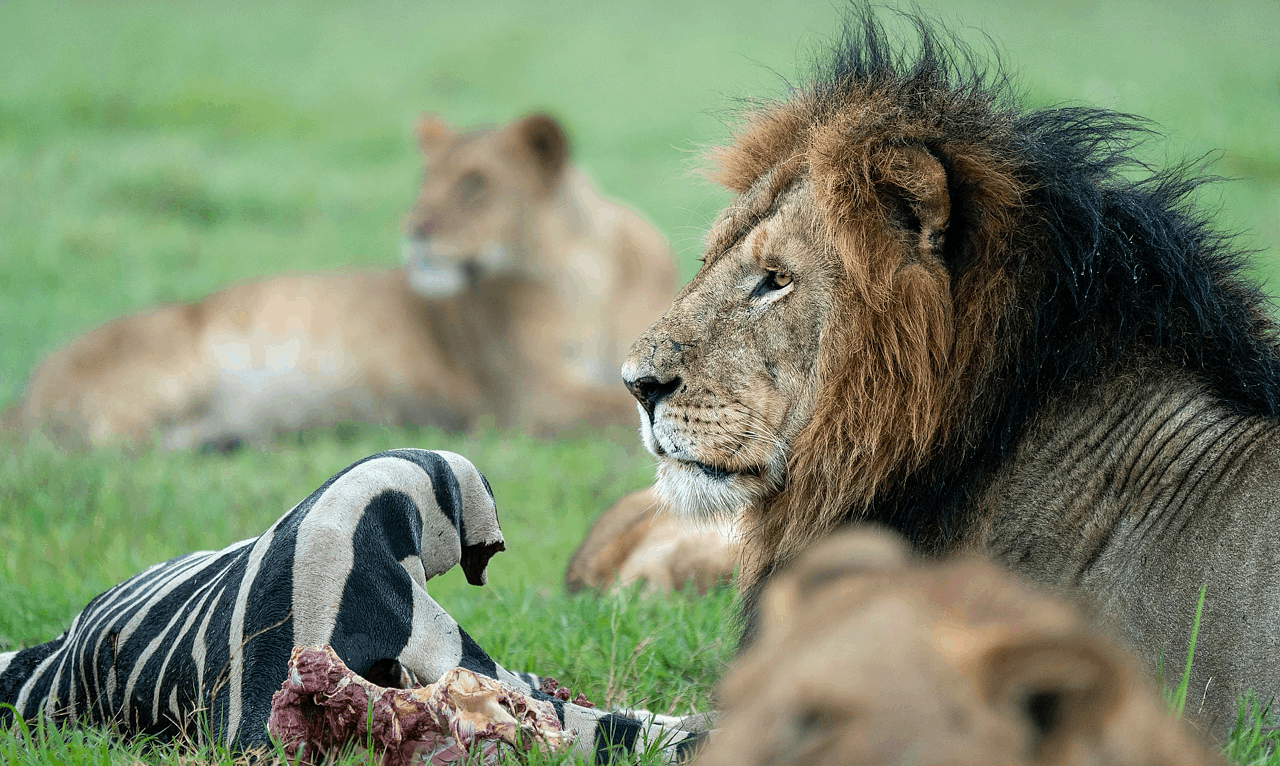 18 Day Masai Mara &Gorilla Safari