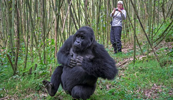 2-Day Gorilla Tracking From Kigali