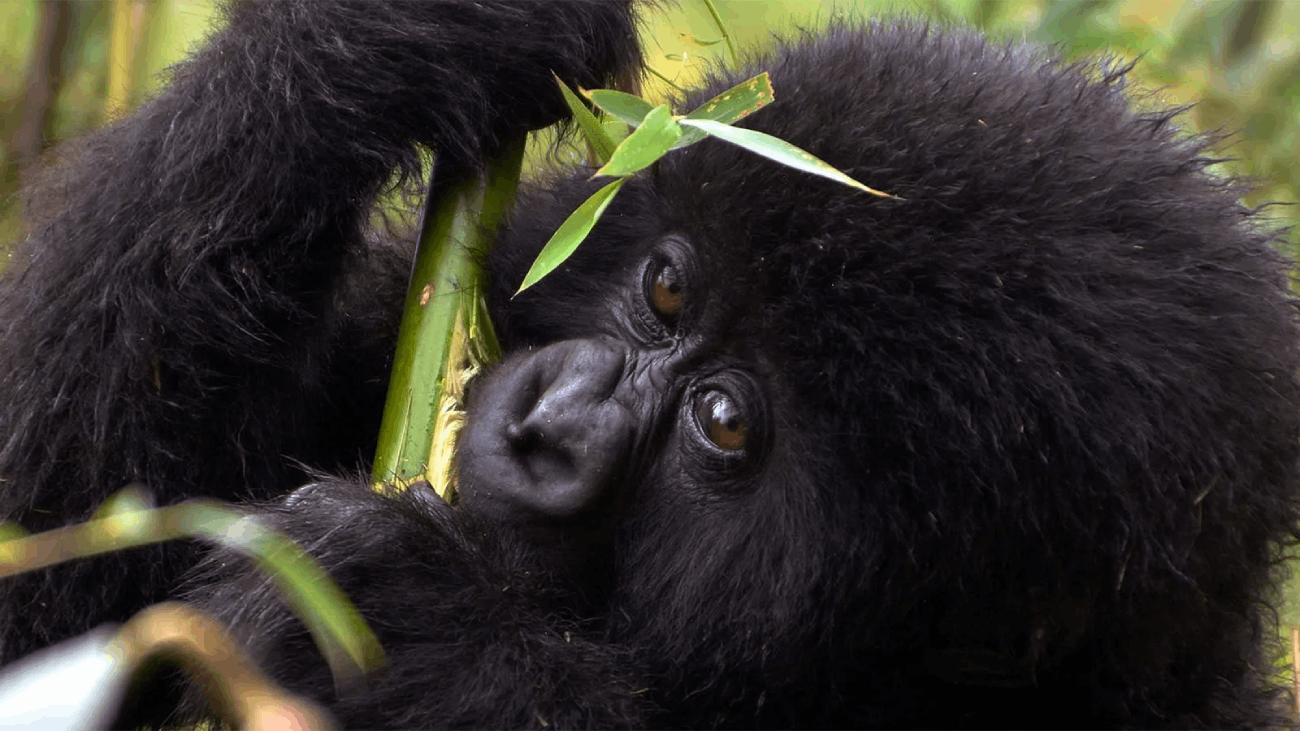 3 Days Lake Bunyonyi & Gorilla Trekking