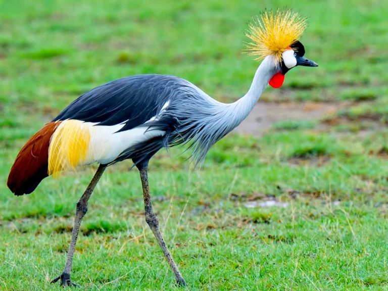 Uganda Bird watching Top spots
