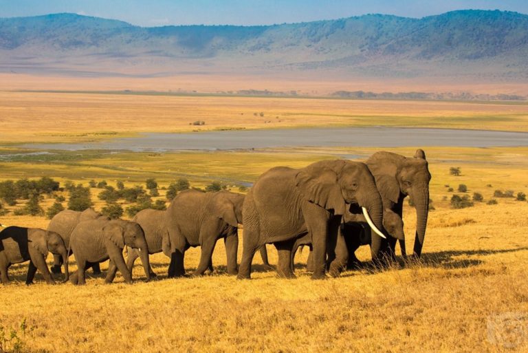 15 Days Tanzania Wildlife Safari