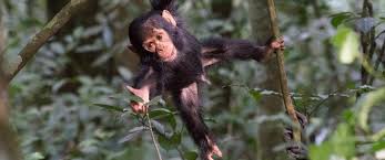 15 Days Congo, Uganda & Rwanda Safari