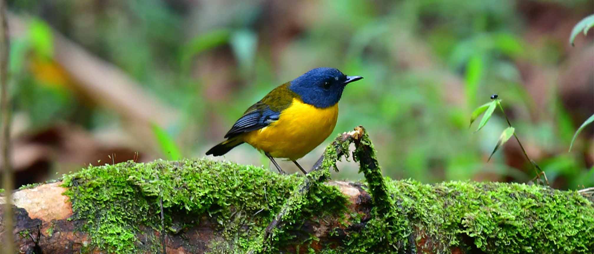 Uganda Bird watching Top spots