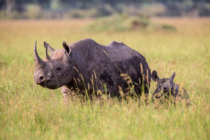 10 Day Tanzania Holiday Safari