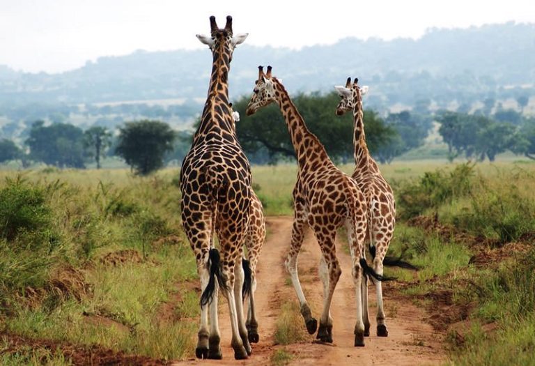 3 Days Kidepo Wildlife Safari