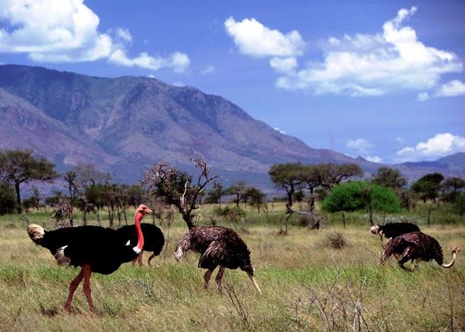 4 Days Kidepo Wildlife Safari
