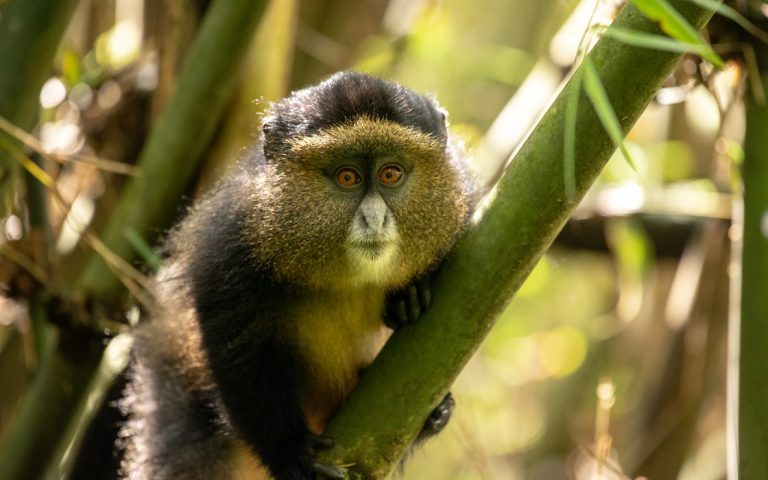 3 Days Gorilla And Golden Monkeys Tour In Rwanda