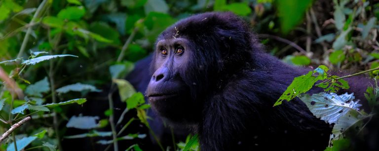 8 Day Rwanda and Uganda Gorilla tour