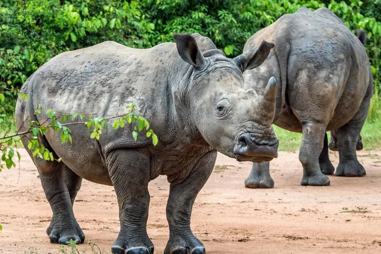 Ziwa Rhino Sanctuary