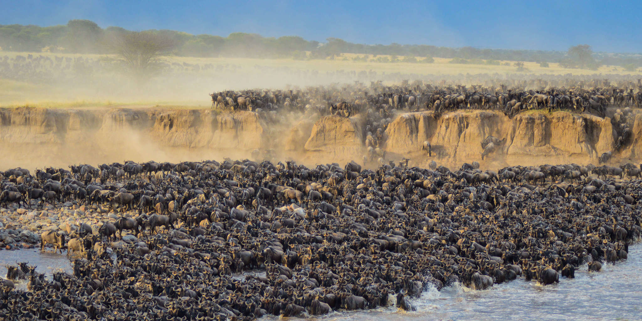 Wildebeest Migration In Tanzania