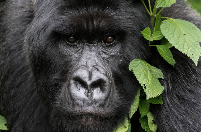 5 Days Gorilla Trek Rwanda