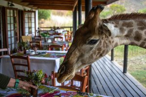 10 Best Safari Lodges In Uganda