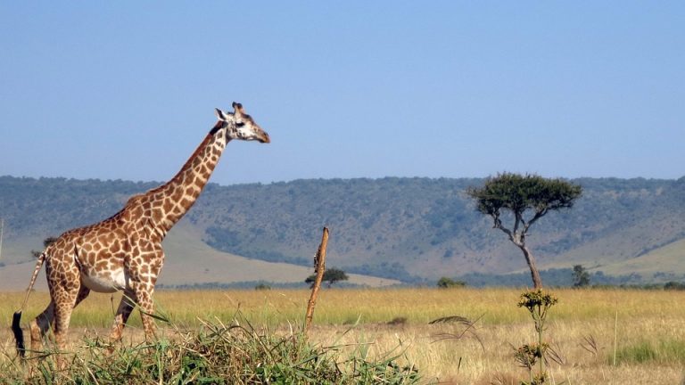 3 Days Masai Mara Wildlife Adventure