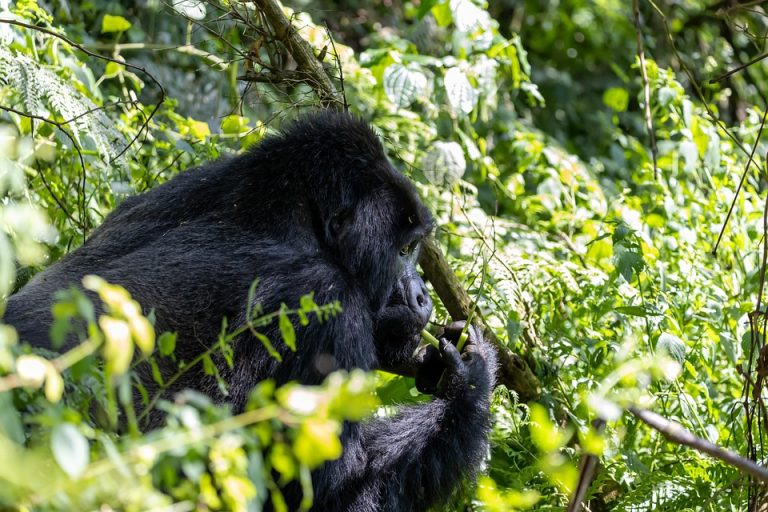 Gorilla Trekking in Uganda And Rwanda