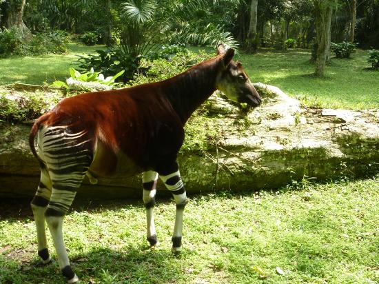 The Okapi Wildlife Reserve
