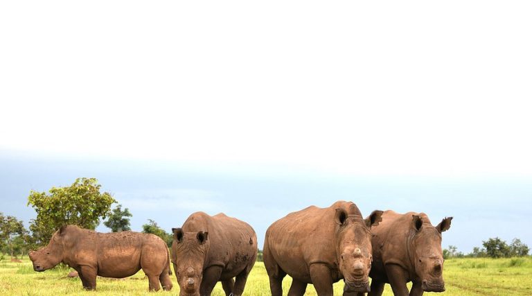 Garamba National Park
