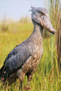 Ziwa rhino and wildlife ranch: Shoebill stock