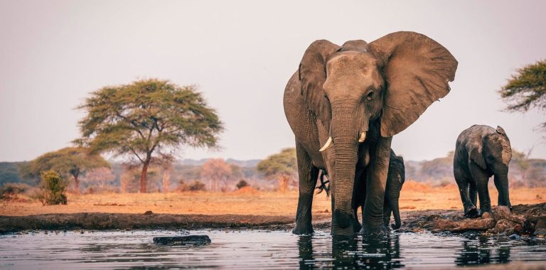 8-Day Zambezi-Hwange-Chobe Safari & Victoria Falls