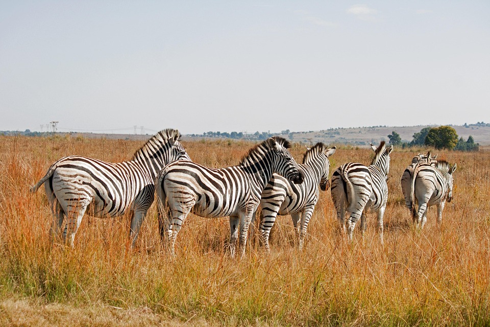 8-Day Kruger Safari & Cape Town