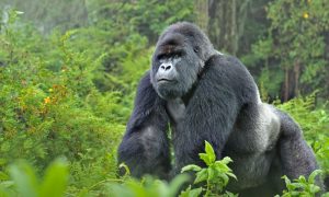 Gorilla trekking: Uganda, Rwanda and DRC safaris