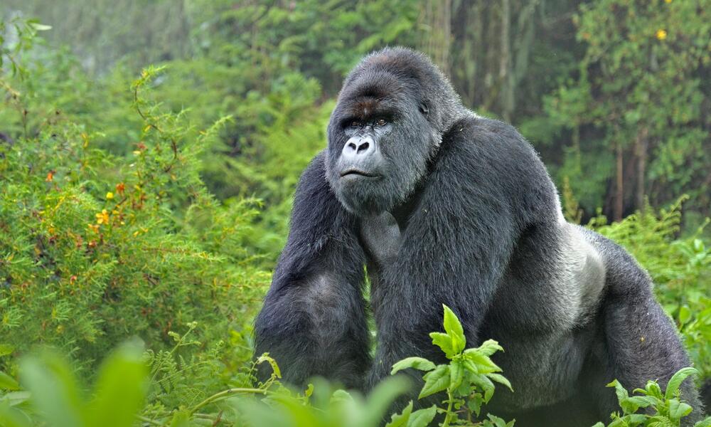 Gorilla trekking in Uganda.