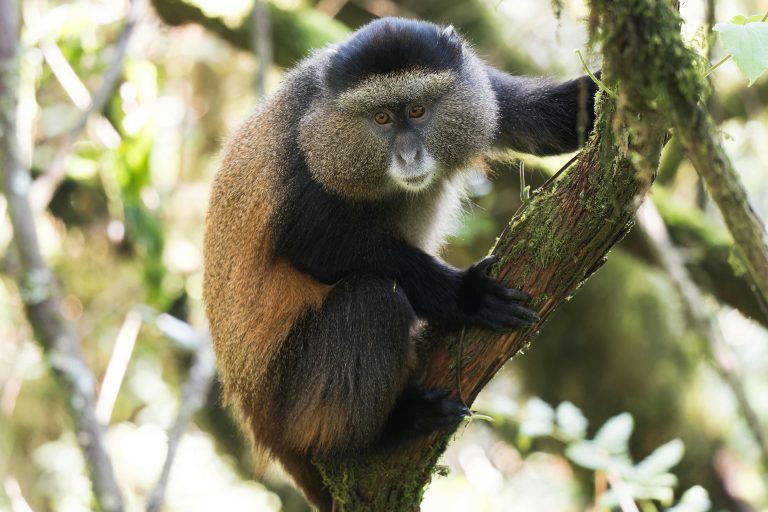 10 Days Rwanda & Uganda Safari