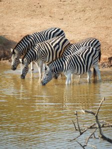 3 Days Lake Mburo Safari: Zebras drinking water at Lake Mburo National Park