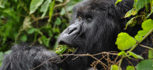 Rwanda Gorilla & Big Five Safari