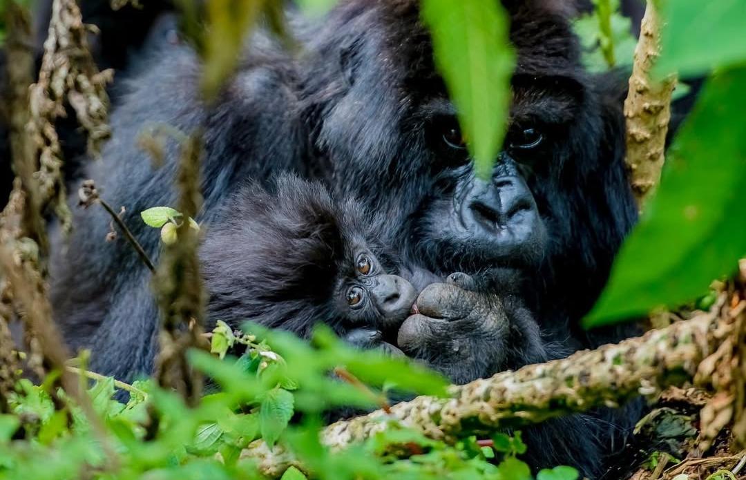 Kwita Izina: Rwanda Gorilla Naming Ceremony