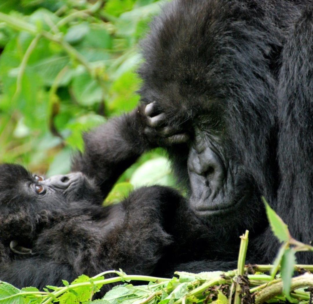 Kwita Izina: Rwanda Gorilla Naming Ceremony